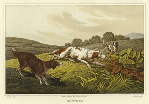 Setters (cromolitho)